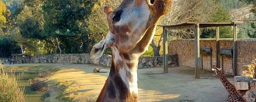 The Tisch Family Zoological Gardens in Jerusalem