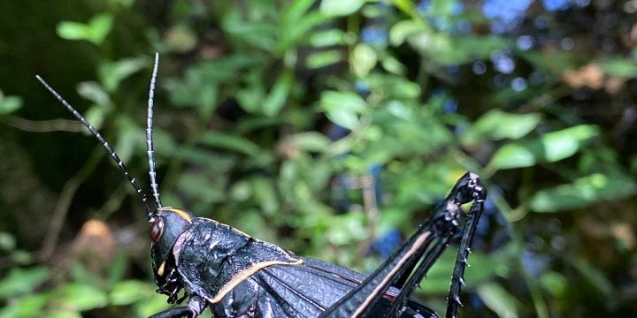 BREC's Bluebonnet Swamp Nature Center