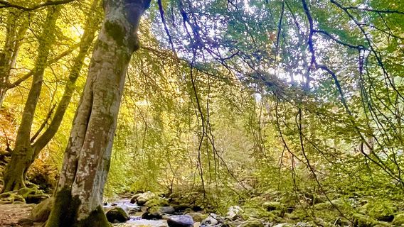 The Birks of Aberfeldy