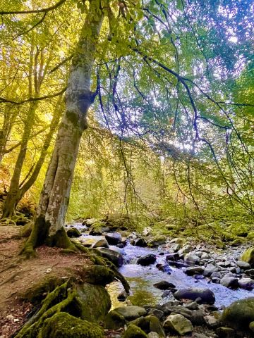 The Birks Of Aberfeldy
