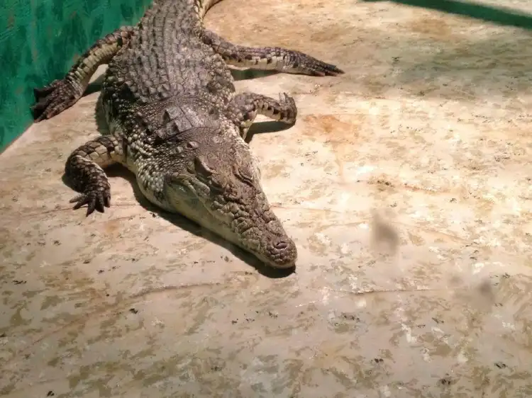 Hotels near Reptile World