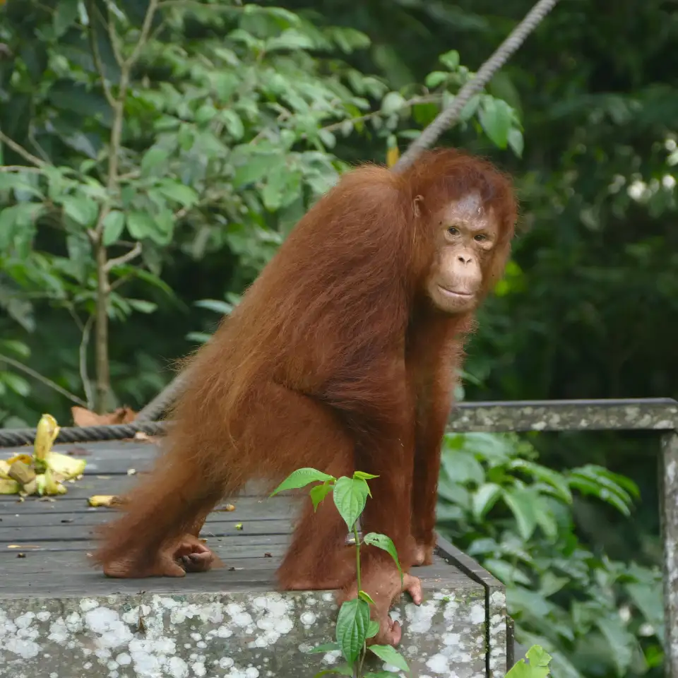5_Semenggoh Wildlife Centre
