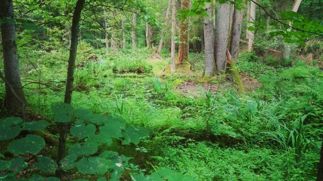 Bialowieza Forest Tickets [2026] - Promos, Prices, Reviews