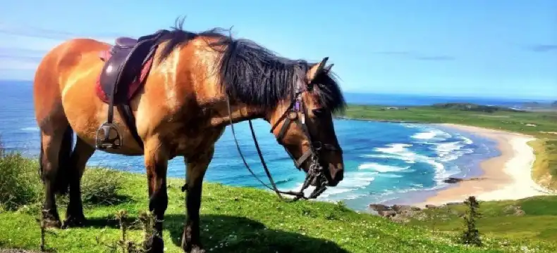 Hotels in Islay