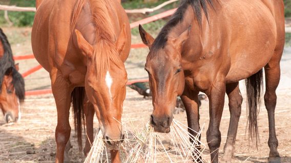 Rancho El Reencuentro