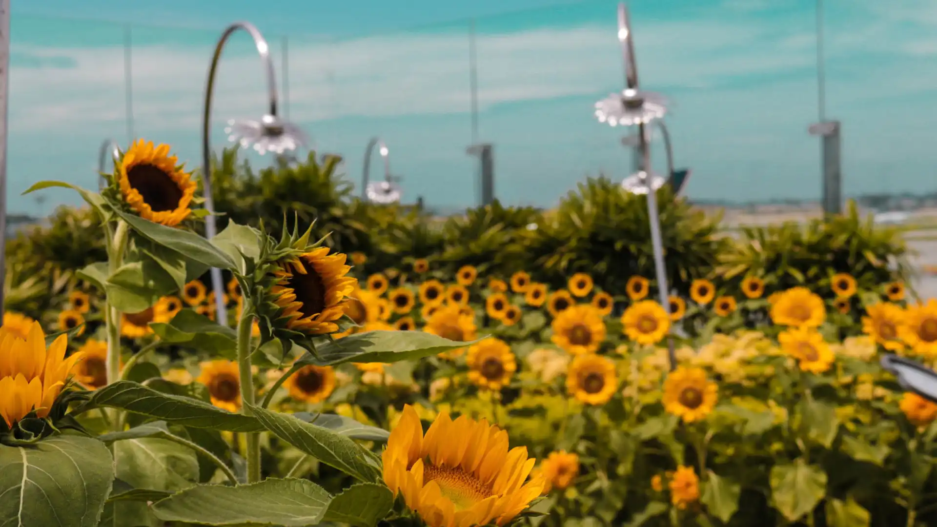 鄰近Sunflower Garden的酒店
