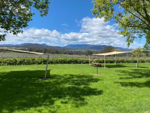 Gracebrook Vineyards