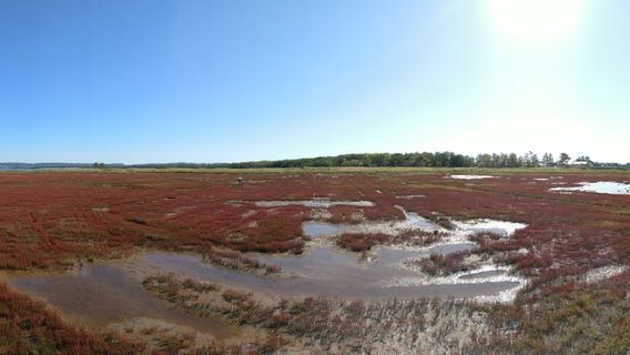 Ubaranai Coral Grass Colony
