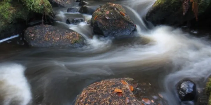 Wyming Brook Nature Reserve
