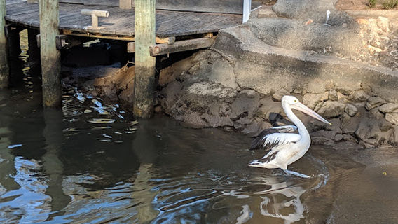 Парк Лайонс