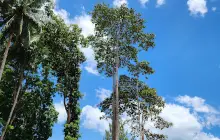 โบราณสถาน วัดโมคลาน