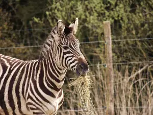 ZooParc Vallée de la Sûre