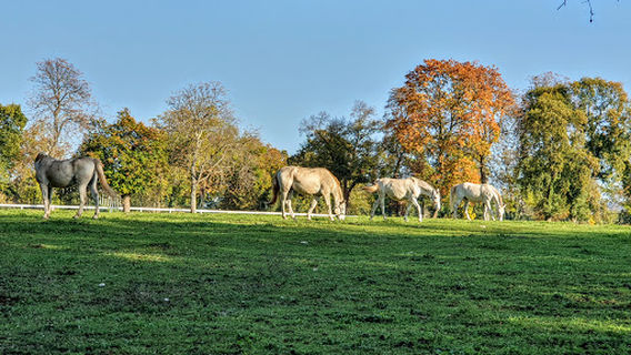 Kobilarna Lipica - Hipodrom