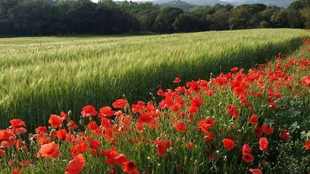 Pavelló Municipal d'esports La Corxera