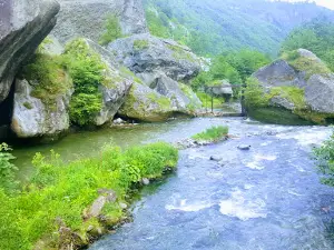 Colții Doamnei