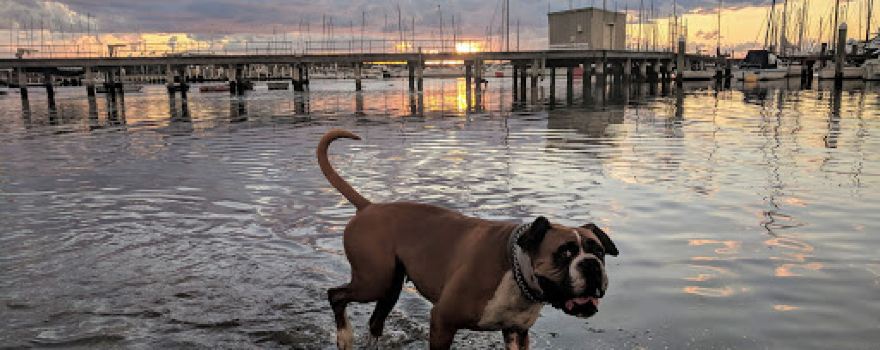 Dog Friendly Beach Sandringham Harbour