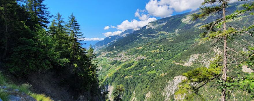 Forêt de la Combe