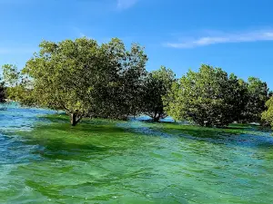 Jozani Forest National Park Mangrove Walk