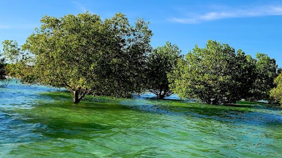 Jozani Forest National Park Mangrove Walk
