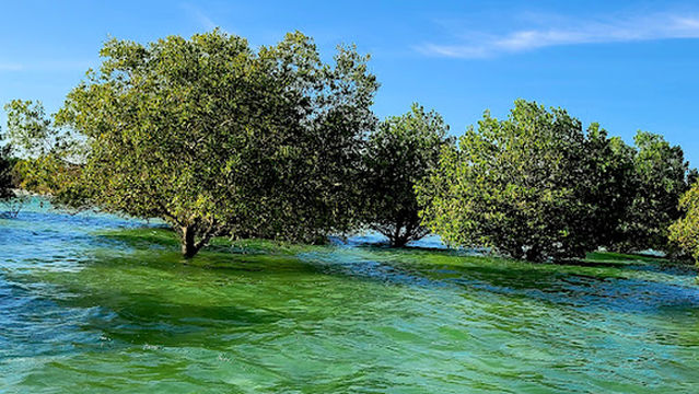 Jozani Forest National Park Mangrove Walk