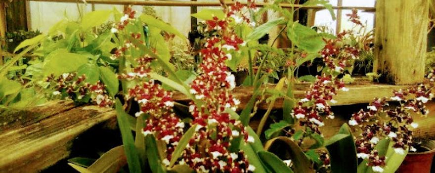 The Garden Center