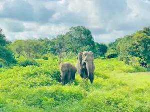 Lunugamwehera safari