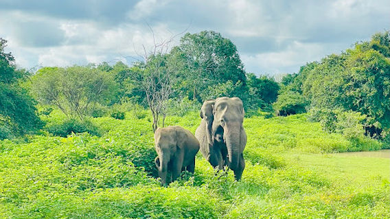 Lunugamwehera safari