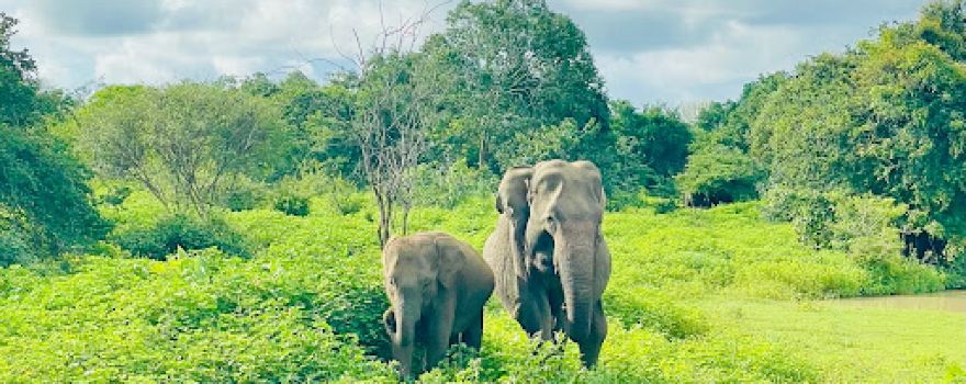 Lunugamwehera safari