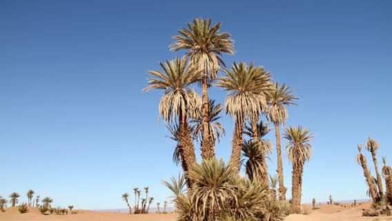 Camping La Boussole du Sahara