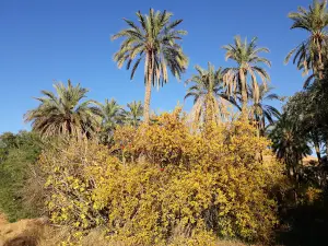 M'Chouneche natural park