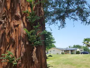 McFarland Park