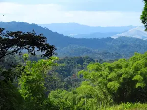 Floresta do Maiombe Viewpoint