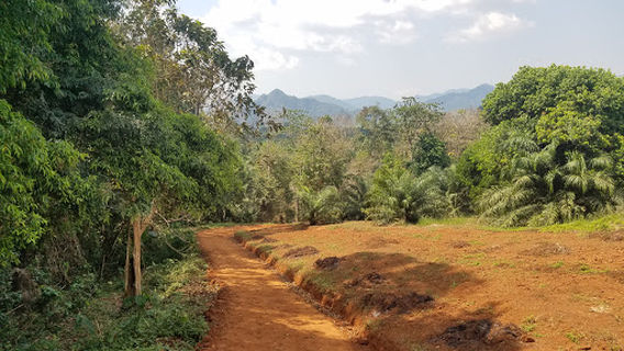 Elephant Trekking Baanchang Khao Sok
