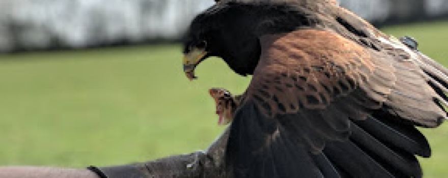 North Devon Hawk Walks