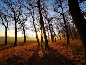 Parc Pădurea Rotundă
