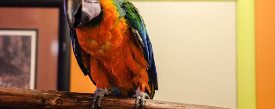 Safari Sanctuary -rescue. Not open to public.