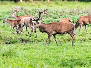 Wildlife Park Eekholt