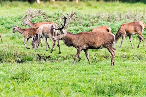Wildpark Eekholt KG