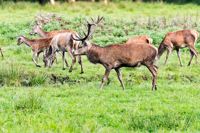 Wildlife Park Eekholt