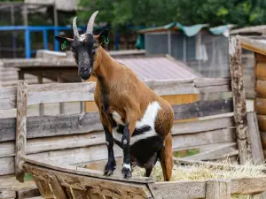 Zoopark
