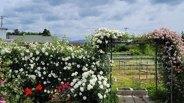 Sato Pear Orchard Rose Garden