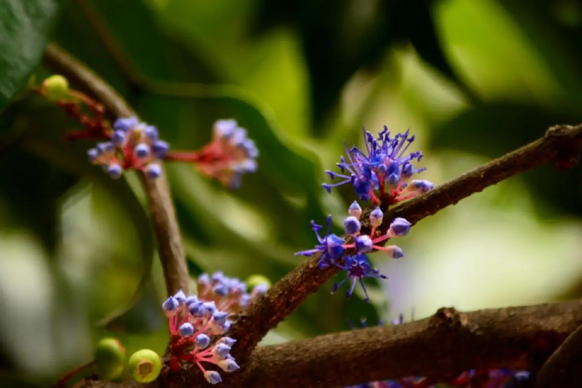 রমনা পার্কের মৌসুমি ফুল