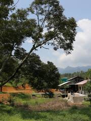 Jimmy's Durian Orchard