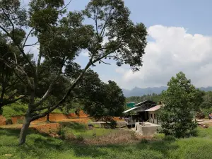 Jimmy's Durian Orchard