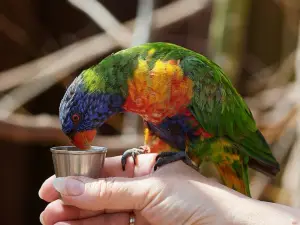 Wild Zoological Park