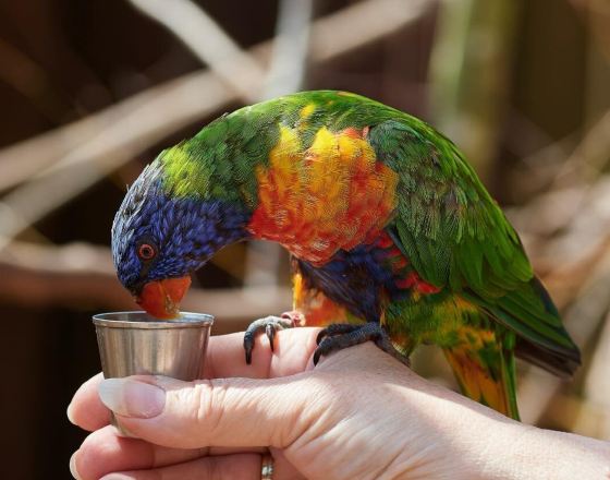 斯陶爾布里奇 自由行套票