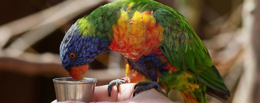 Wild Zoological Park