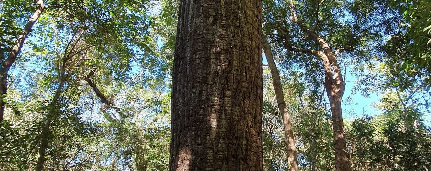 Finca Panama