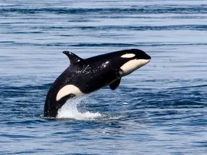 San Juan Excursions Whale & Wildlife Tours