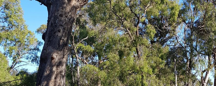 Ludlow Tuart Forest National Park